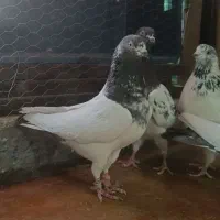 هر ماده پاکستانی تیدی|پرنده|قم, آزادگان|دیوار