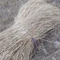 بذر گندم درجه یک|خوردنی و آشامیدنی|سرعین, |دیوار