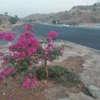گردشگری