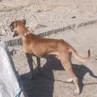 سگ نر خوب دو رگ