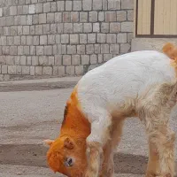 بیگ نر سالم خوش خوراک شیری ولی الفم میخورع