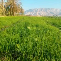 فروش پیاز درجه ۱