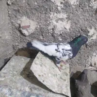 سینه|پرنده|شیراز, گچی|دیوار