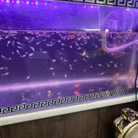 آکواریوم با کل لوازم و ماهی|ماهی|هشتگرد, فاز ۳ مهستان|دیوار