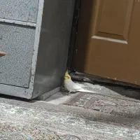 عروس هلندی نر