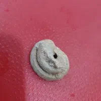 فسیل|کلکسیون اشیاء عتیقه|یزد, |دیوار