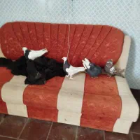 چهار عدد کفتر