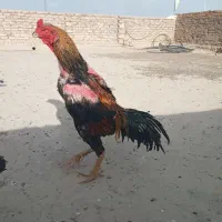 خروس، اوشامو