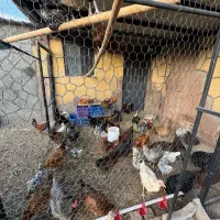 تخم مرغ نطفه دار