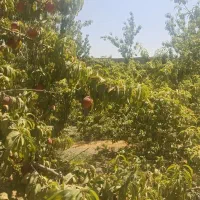 فروش فوری باغچه450متری چهاردیوارچهار باغ عرب اباد|فروش زمین و ملک کلنگی|کرج, عظیمیه|دیوار