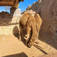 دو عدد بلبون