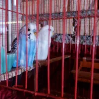 مرغ عشق مولد|پرنده|دهلران, |دیوار