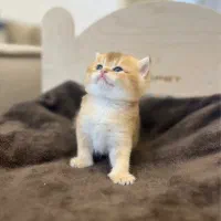 گربه بریتیش