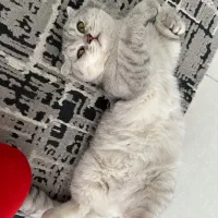 گربه بریتیش سیلور نر جفتگیری