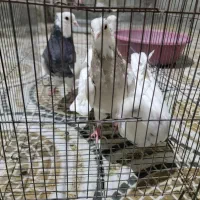 کبوتر|پرنده|ایلام, |دیوار