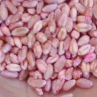 گندم پیشگام