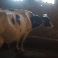 چهار راس گوساله ماده
