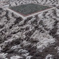 قالی در حد نو