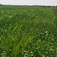 اجاره-5-هکتار-زمین-بارانی-تحت-فشار