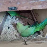 ۱جفت طوطی مولد به شرط|پرنده|اصفهان, باغ دریاچه|دیوار