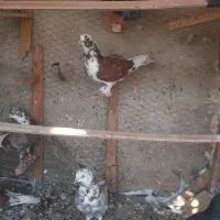 کبوتر پرشی کاشان