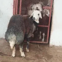 گوسفند ۱ عدد قوچ بره|حیوانات مزرعه|سیمین شهر, |دیوار