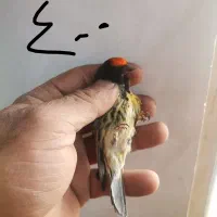 گلبسر|پرنده|تهران, آذری|دیوار