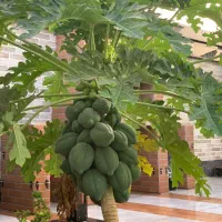 ویلا-باغ-با-بهترین-لوکیشن-و-قیمت-دردزفول