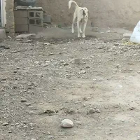 یک عدد توله عراقی 7ماهه