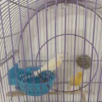 جفت|پرنده|گرمی, |دیوار