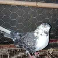 کفتر پرشی سوسک|پرنده|فاضل آباد, |دیوار