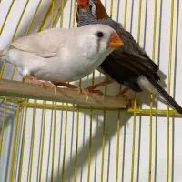 جفت فنچ کینگ سایز بزرگ با پنج تا تخم|پرنده|سنندج, |دیوار