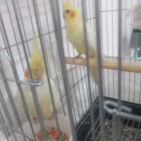 جفت طوطی مولد|پرنده|شوشتر, |دیوار