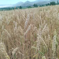 گندم|عمدهفروشی|خوی, |دیوار