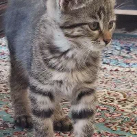 واگذاری بچه گربه