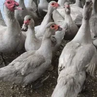 اسباب بازی