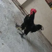 خروس مشکی پاپری