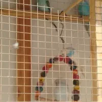 مرغ عشق|پرنده|قلعه نو, |دیوار