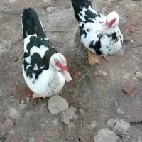 جوجه اردک و جوجه غاز