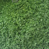 سبزی قرمه سرخ شده درجه یک|خوردنی و آشامیدنی|تهران, ترمینال جنوب|دیوار