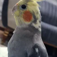 عروس هلندی خوش ذات