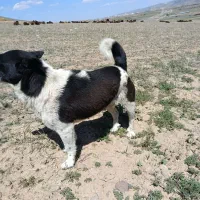 پاکوتاه ماده