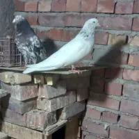 سفید سور کله ای