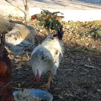 خروس محلی / ۶ عدد سالم|حیوانات مزرعه|بومهن, |دیوار