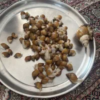 فروش حلزون مملو از کلاژن