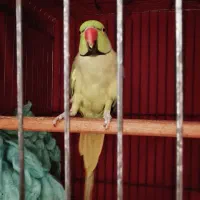 طوطی ملنگو جفت|پرنده|لنگرود, |دیوار