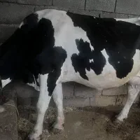 گاو آبستن وگوساله ماده