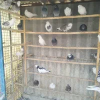 کبوتر بارجدیدرسید|پرنده|کوهدشت, |دیوار