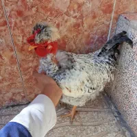 خروس لاری|حیوانات مزرعه|ماهدشت, |دیوار