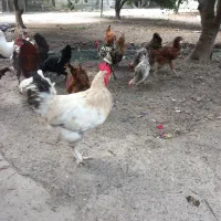 فروش تعدادی مرغ خروس